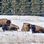 It’s harder to know how many newborn bison calves are lost to spring storms than it is for cattle because bison live out on the range and are generally widely dispersed, so death losses can be hard to spot. | Jeannette Greaves photo