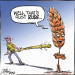 Doors gradually open to GM cereal production