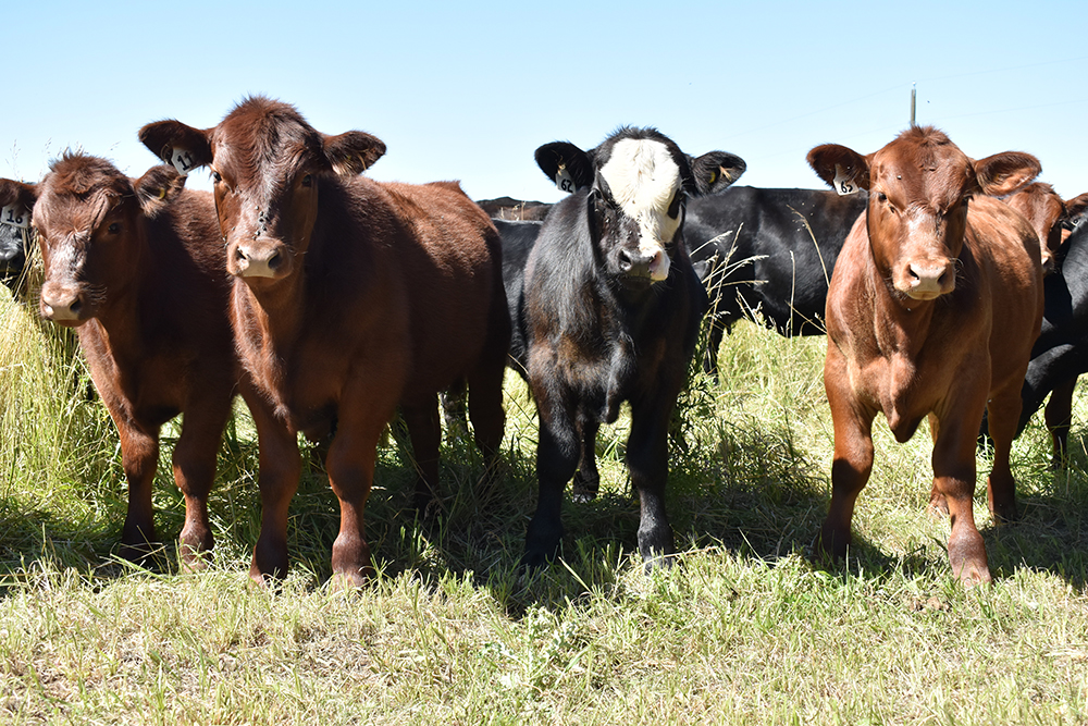 The Cattle Price Discovery and Transparency Act, hopes to establish “minimums for negotiated sales and require clear reporting of marketing contracts to ensure ranchers are getting a fair shake in a highly consolidated cattle market.” | file photo 