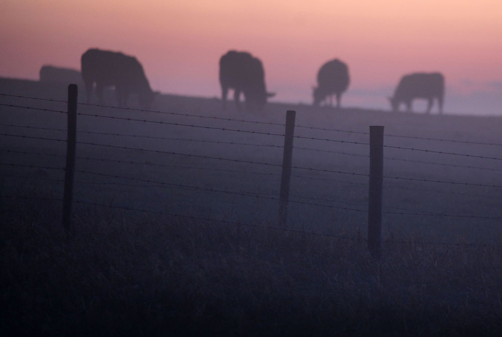 Beef producers are hardy and resilient and for the most part love what they do. Over time, however, the tough economics are taking a toll.  | file photo 