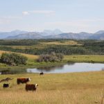 Enviromental farm plans are most common in the dairy, poultry and pork sectors. | Barb Glen photo