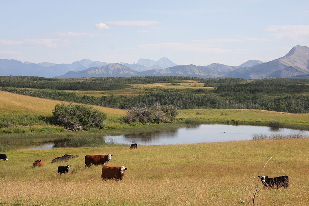 Enviromental farm plans are most common in the dairy, poultry and pork sectors. | Barb Glen photo 