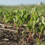 Turkish lentil crops are in good condition, but its markets will likely still require Canadian imports. | file photo