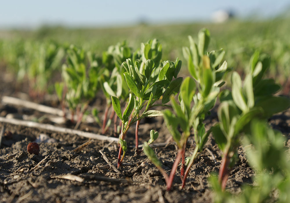 Turkish lentil crops are in good condition, but its markets will likely still require Canadian imports.  |  file photo