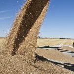 World wheat supplies have tightened after Russia's invasion of Ukraine earlier this year cut off shipments from one of the top exporting regions, sending grain prices sharply higher and fuelling fears of a global food crisis. | File photo