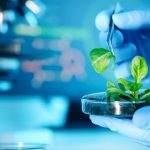 For years, scientists have questioned what controls the ability of plants to avoid self-fertilization, also known as self-incompatibility (SI). Now, scientists at the University of Birmingham in the United Kingdom have identified a gene that controls SI. | Getty Images
