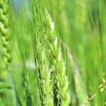 New research has shed light on how wheat protects itself from disease, showing that the plants use a type of chemical warfare when under attack from pathogens. | File photo