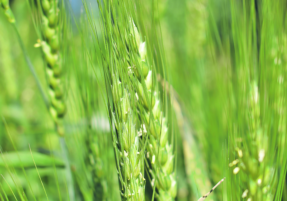 New research has shed light on how wheat protects itself from disease, showing that the plants use a type of chemical warfare when under attack from pathogens.  |  File photo