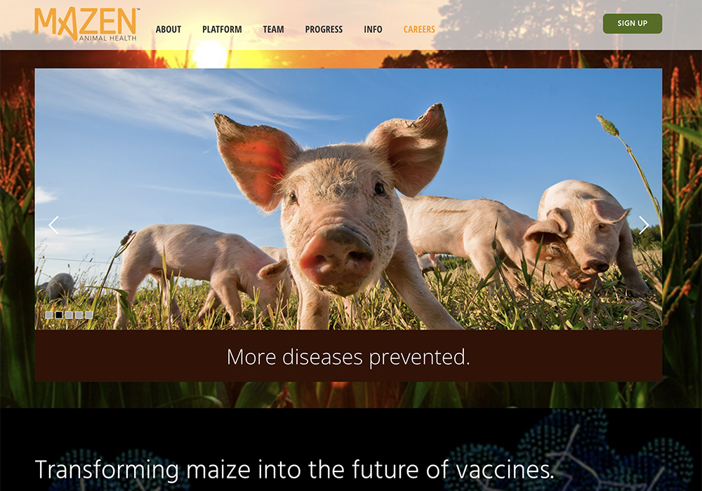 A corn-based vaccine company called Mazen recently completed its first feeding trials in vaccinating swine against the porcine epidemic diarrhea virus (PED). | Screencap via mazenanimalhealth.com