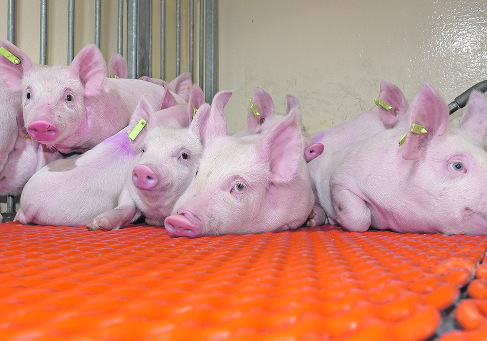 Increased investment in processing has helped hog production expand, but labour shortages continue to hinder future growth.  |  File photo