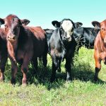 Karen Beauchemin, honorary research affiliate with Agriculture Canada, says climate neutrality in animal production would not contribute to any further increase in global temperature, which she said distinguishes it from other sectors. | File photo