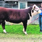 Rayna Gleich, of the 4-H beef club in Lundar, Man., exhibits the club’s champion steer last year. | Supplied photo