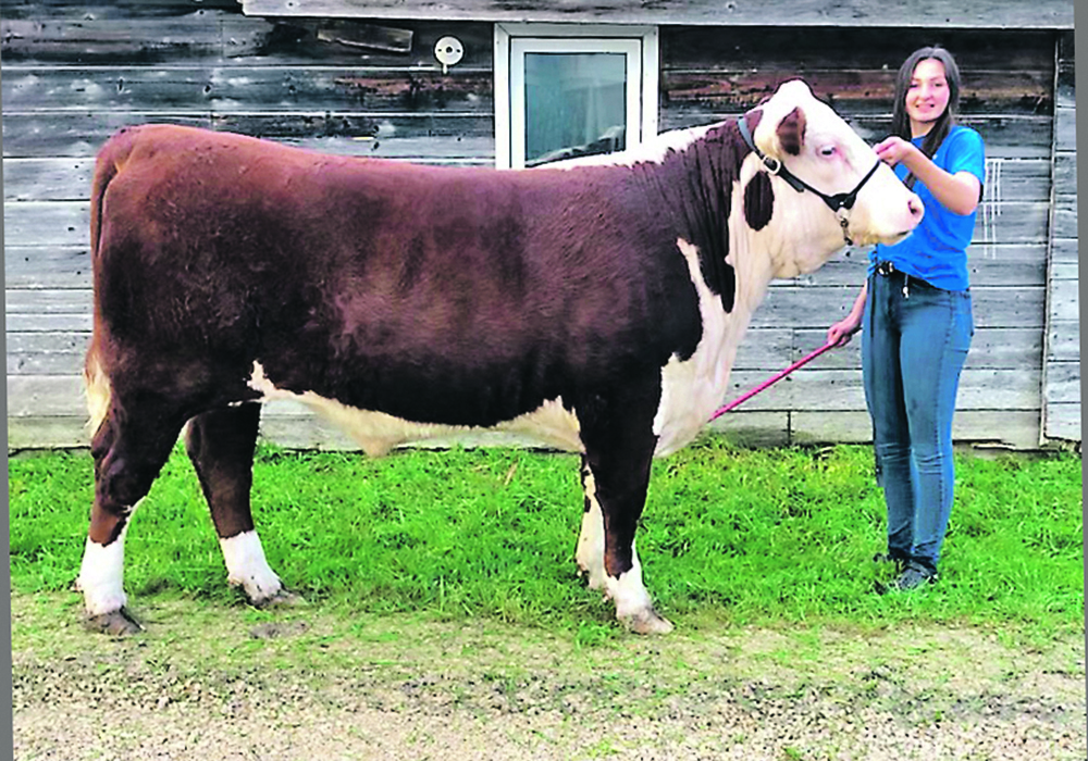 Rayna Gleich, of the 4-H beef club in Lundar, Man., exhibits the club’s champion steer last year. | Supplied photo