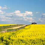 Rabobank is forecasting a whopping 21 percent increase in Australian canola planting to a record 8.97 million acres of the oilseed, according to the bank’s 2022-23 winter crop outlook. | Getty Images
