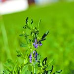 In 2011, Canadian farmers grew about 11.2 million acres of alfalfa. In 2021, based on Statistics Canada’s Census of Agriculture data, Canadian farms had 7.5 million acres of alfalfa. That’s a drop of about 33 percent in 10 years. | File photo