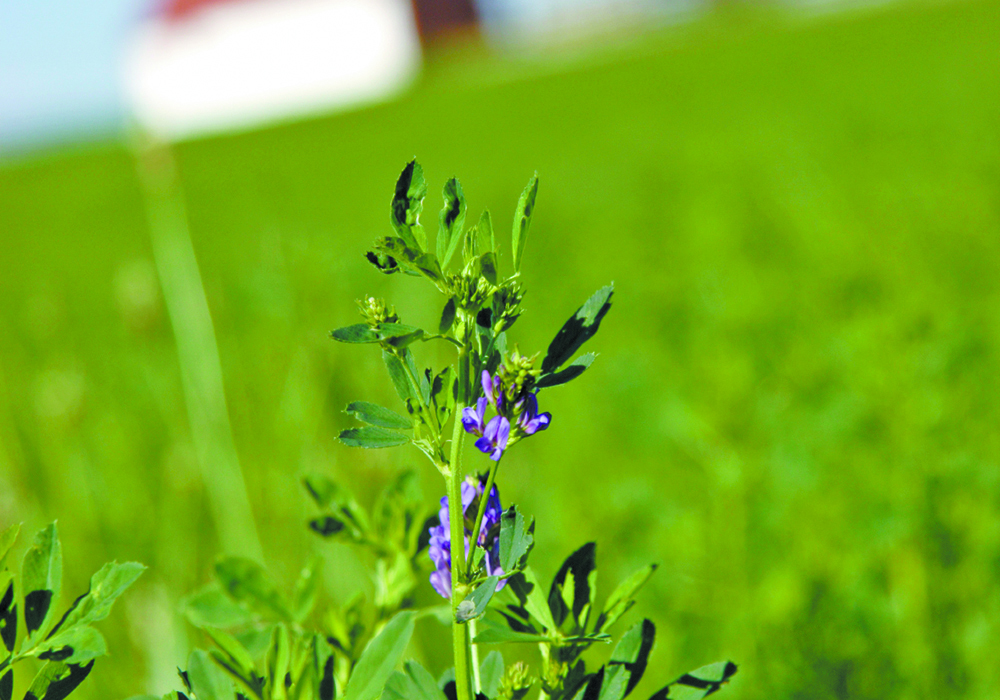 In 2011, Canadian farmers grew about 11.2 million acres of alfalfa. In 2021, based on Statistics Canada’s Census of Agriculture data, Canadian farms had 7.5 million acres of alfalfa. That’s a drop of about 33 percent in 10 years. | File photo
