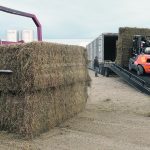 Mennonite Disaster Service’s Hay West program provided feed to 56 Saskatchewan cattle producers since it began last fall, including Merlis Wiebe of Osler, who received the first truckload in September. | William DeKay photo