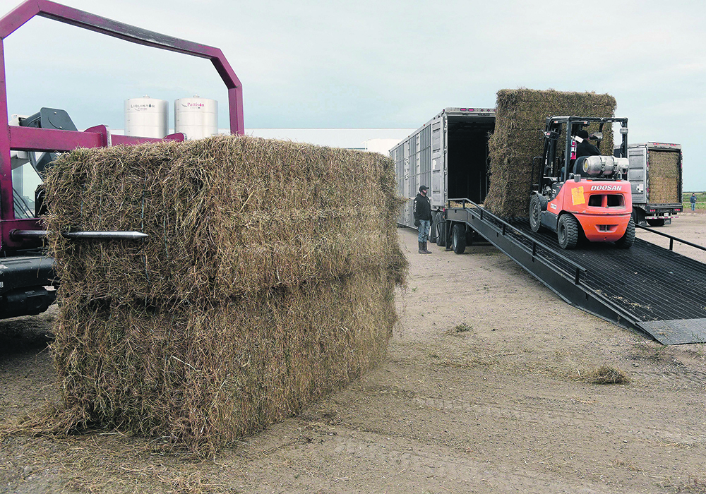 Mennonite Disaster Service’s Hay West program provided feed to 56 Saskatchewan cattle producers since it began last fall, including Merlis Wiebe of Osler, who received the first truckload in September.  |  William DeKay photo
