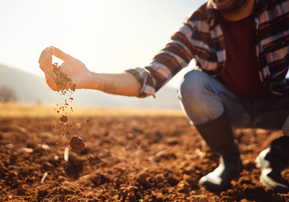 A recent study found a relationship between higher yields and lower crop insurance payouts in fields with above average soil organic matter. | Getty Images