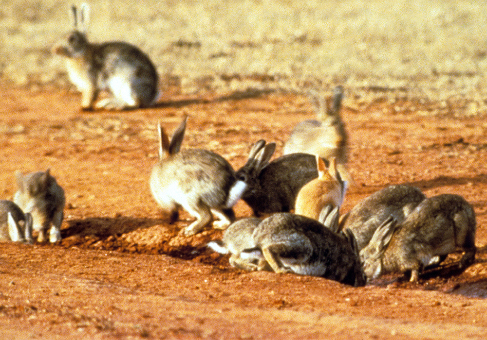 Some homesick bozo in the mid-19th century decided to order a couple cages of rabbits from England so that he had something to hunt in the new country, and the next thing you knew, after the critters bred like ... well, you know, rabbits ... | CSIRO photo
