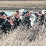 The FCC’s Sustainability Incentive Program will provide up to $2,000 to those who meet the standards of the Canadian Roundtable for Sustainable Beef (CRSB) to encourage best industry practices in the sector. | File photo