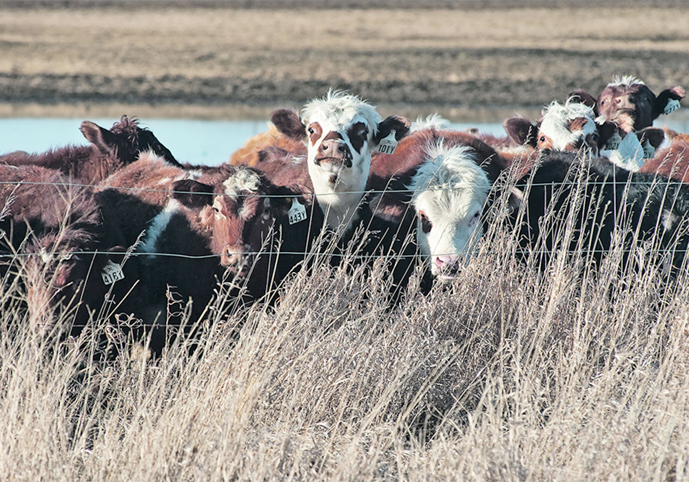 The FCC’s Sustainability Incentive Program will provide up to $2,000 to those who meet the standards of the Canadian Roundtable for Sustainable Beef (CRSB) to encourage best industry practices in the sector. | File photo