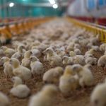 The retreating wave of cases has left nearly two million birds at commercial farms and backyard flocks dead, culled or otherwise unable to be put into the marketplace. | Getty Images