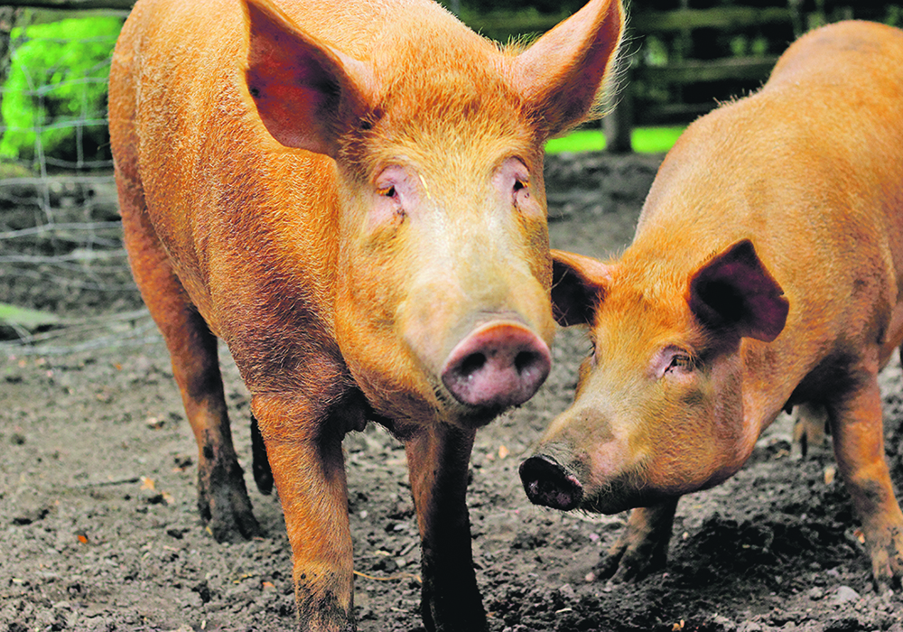 The author describes the farm where she grew up as hog’s heaven.  |  Getty Images