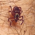 Tick season is underway for people and livestock across the Prairies. | File photo
