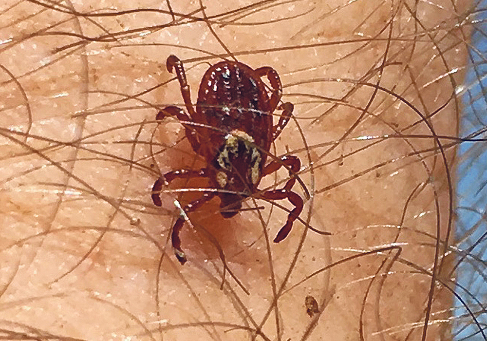 Tick season is underway for people and livestock across the Prairies. | File photo
