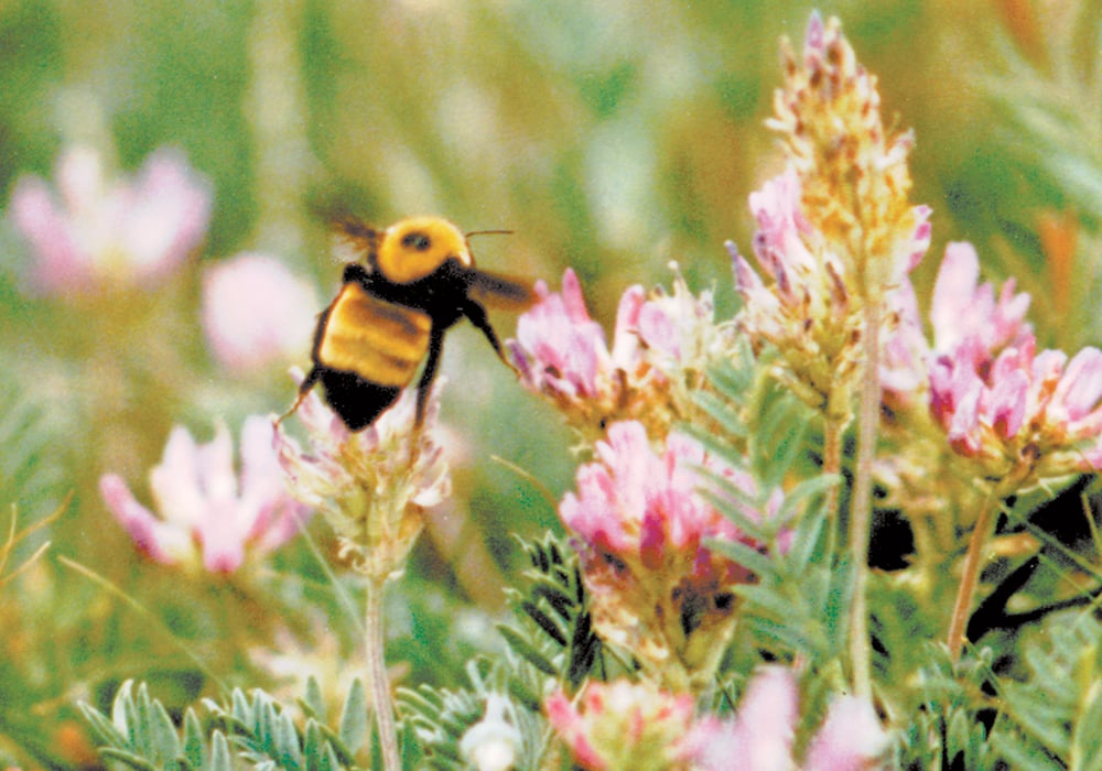 An Alberta scientist is looking for farmers in northern Alberta who want to take part in a study on wild bee diversity near forage crops. | File photo