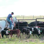Billy Helgeson ropes another one. | Jeanine Russell photo