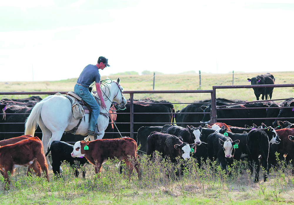 Billy Helgeson ropes another one. | Jeanine Russell photo