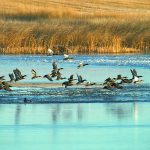 The presence of wildlife species in an area is often a strong indicator of a healthy ecosystem and the study, which was conducted between 2015 and 2018, sought to understand the link between farm size and populations of wild birds in surrounding areas. | File photo