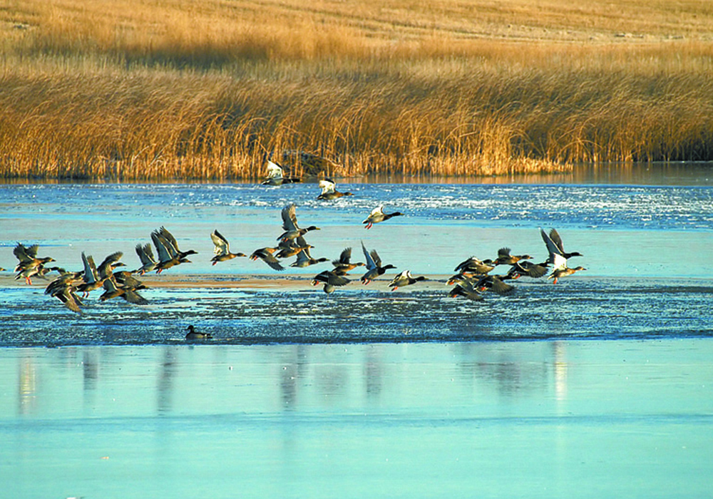The presence of wildlife species in an area is often a strong indicator of a healthy ecosystem and the study, which was conducted between 2015 and 2018, sought to understand the link between farm size and populations of wild birds in surrounding areas. | File photo
