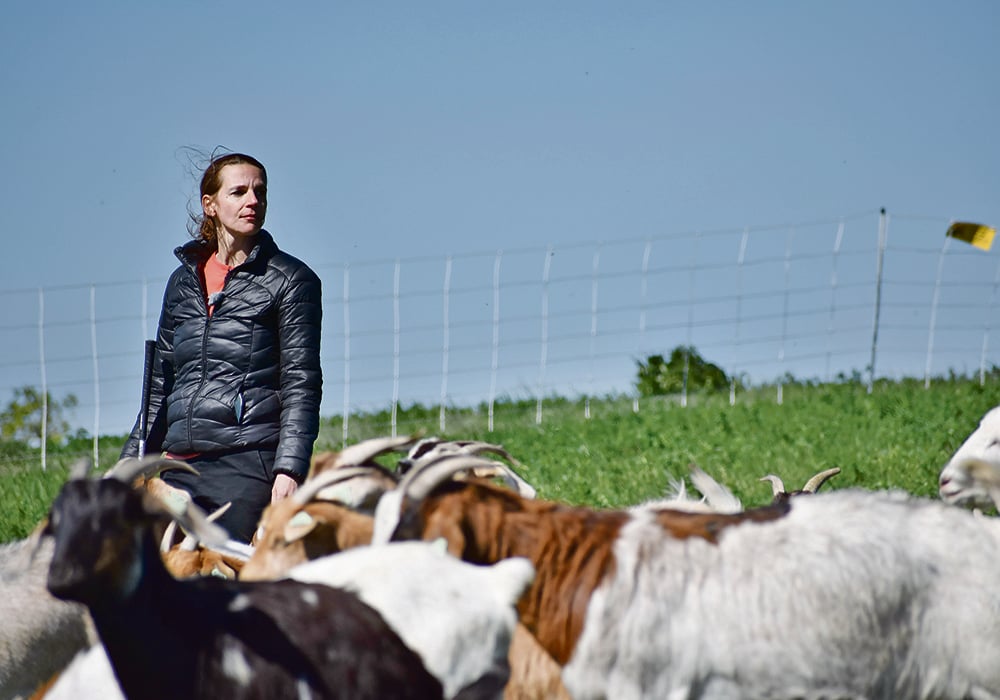Florentine Maathius looks out over her flock of goats on Wascana Hill last week.  |  Braedyn Wozniak photo