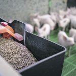 Researchers have determined that viruses can be spread to livestock through feed. Now they’re trying to find the best way to kill those viruses. | Getty Images
