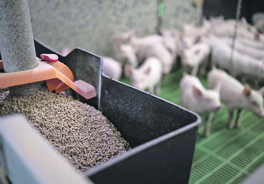 Researchers have determined that viruses can be spread to livestock through feed. Now they’re trying to find the best way to kill those viruses.  | Getty Images
