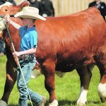 Keifer McLaughlin manoeuvres his calf around the ring during the showmanship class. | Robyn Wheat photo