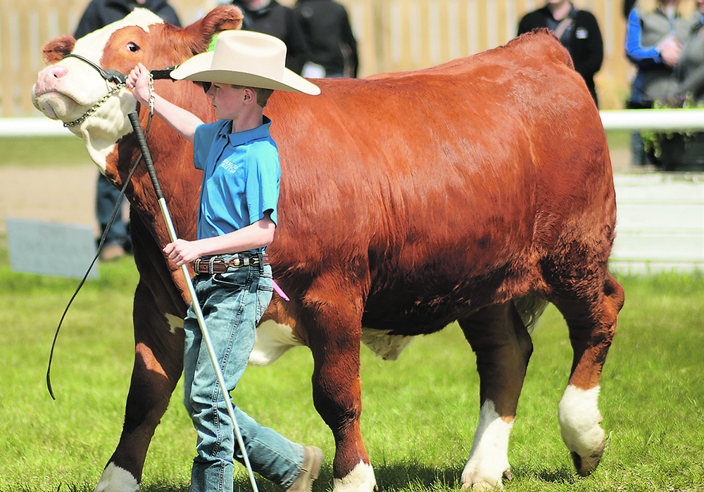 Keifer McLaughlin manoeuvres his calf around the ring during the showmanship class. | Robyn Wheat photo