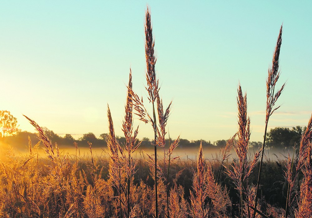 Grasslands store up to 18 million tonnes of carbon per year.  |  Getty images