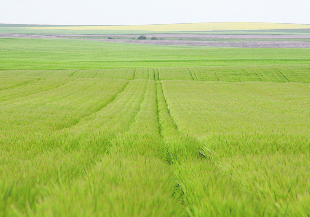 The goal of controlled traffic farming is to restrict the yield-damaging impact of compaction to just the tramlines.  |  File photo