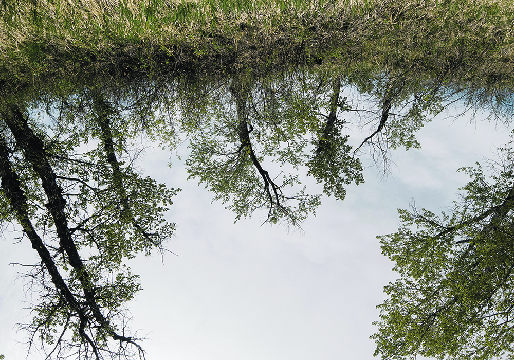 Plenty of vegetation provides cover for the frogs. | Mike Sturk photo