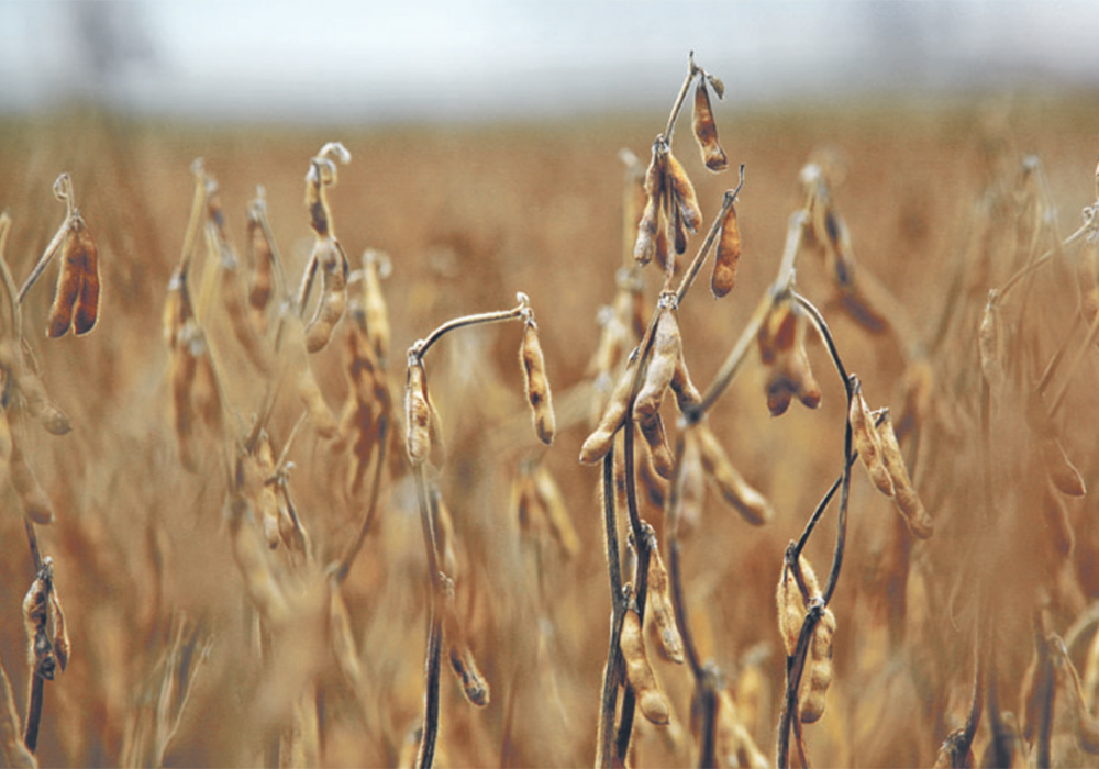 This soybean crop in southeastern Saskatchewan might not yield as well as it would in Manitoba, or compete with canola for gross revenues, but some farmers say the margins and the agronomy work for them in that area.  |  Mike Raine photo