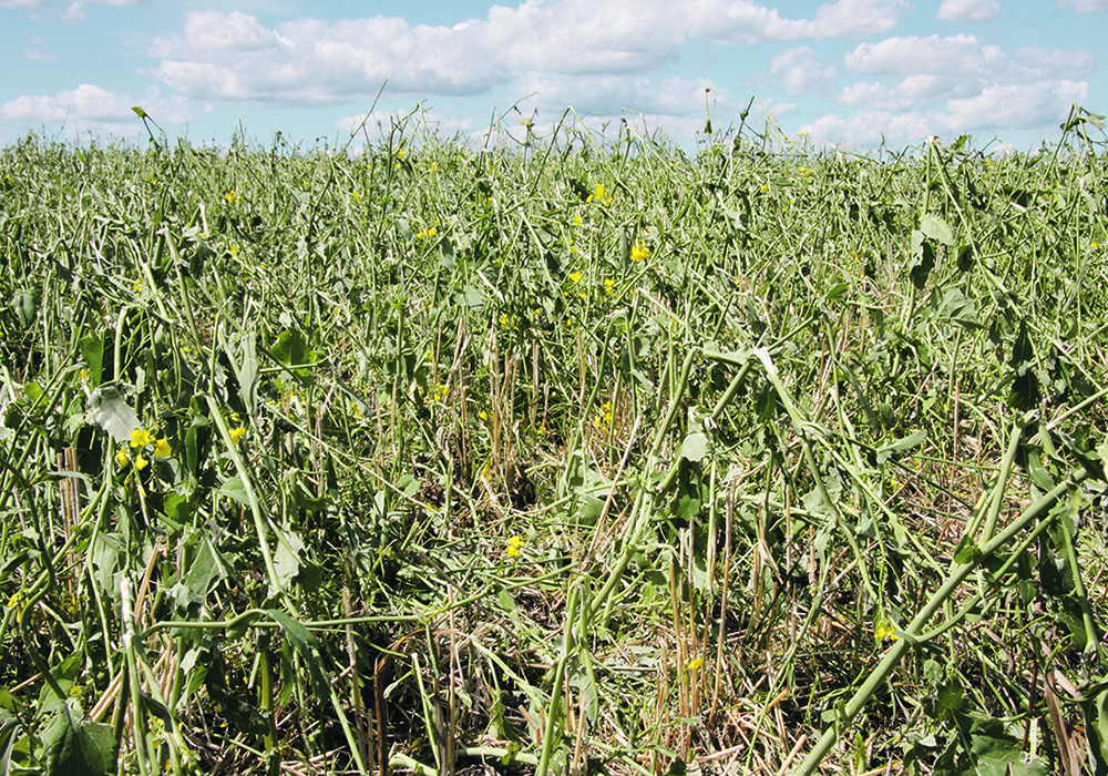 There was little left of a canola field north of Camrose after a hailstorm moved through central Alberta wiping out thousands of acres of crop.  |  File photo