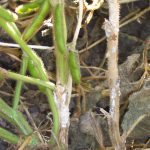 The disease is caused by a protein in the fungus Sclerotinia sclerotiorum. Recently, scientists with the United States Department of Agriculture’s Agricultural Research Service and Washington State University identified the protein as SsPINE1. Knowledge of the protein offers opportunities for researchers to develop more precise measures to combat the disease. | Screencap via cropwatch.unl.edu