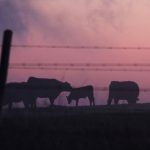 Drought and difficult pasture and feed situations are proving to be challenging for some livestock producers. | File photo