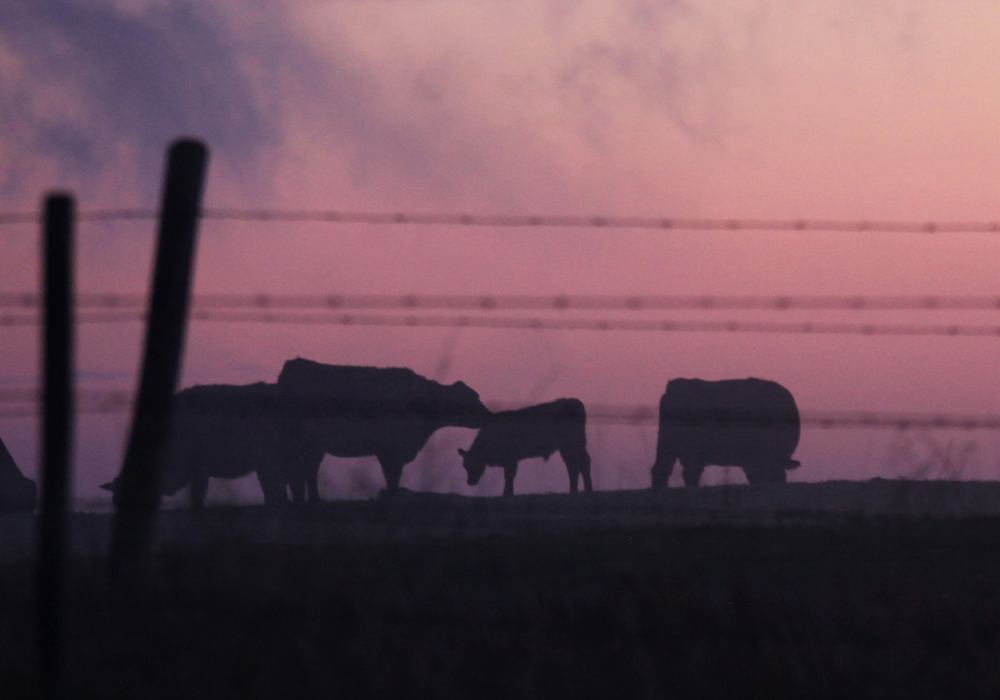 Drought and difficult pasture and feed situations are proving to be challenging for some livestock producers. | File photo