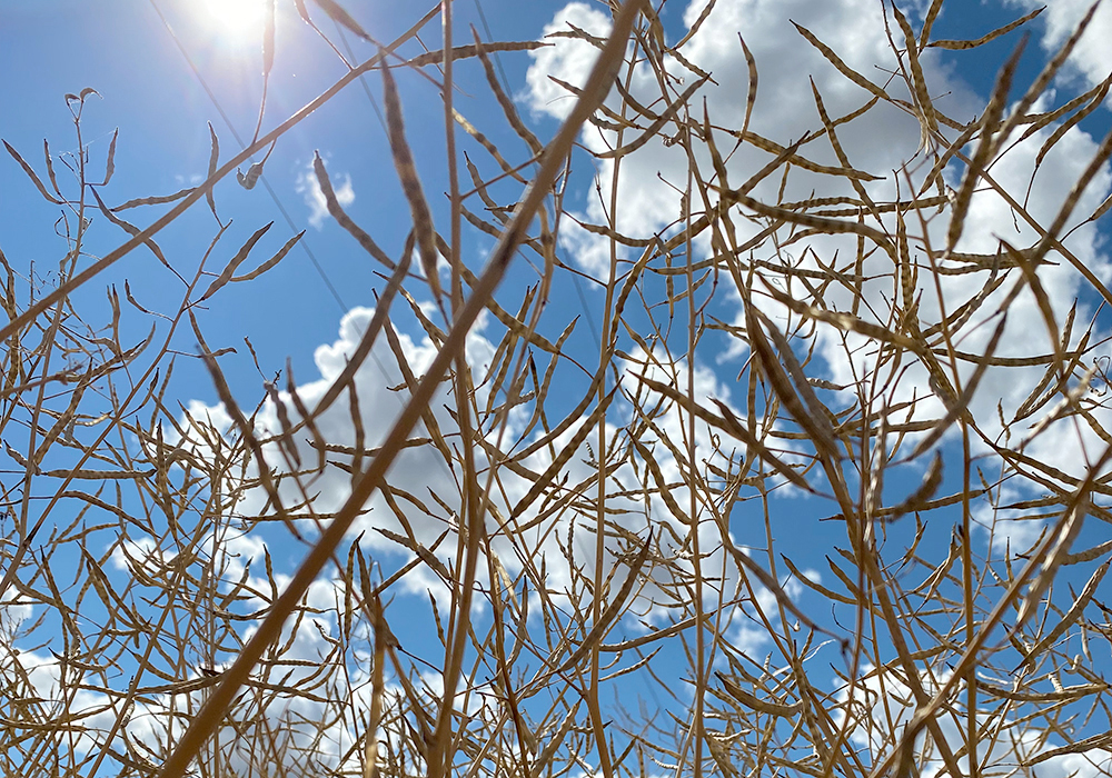 Drought is still a major worry in many parts of western Saskatchewan and crop potential has already suffered, but there will not be a prairie-wide repeat of last year’s drought reduced crop. | File photo