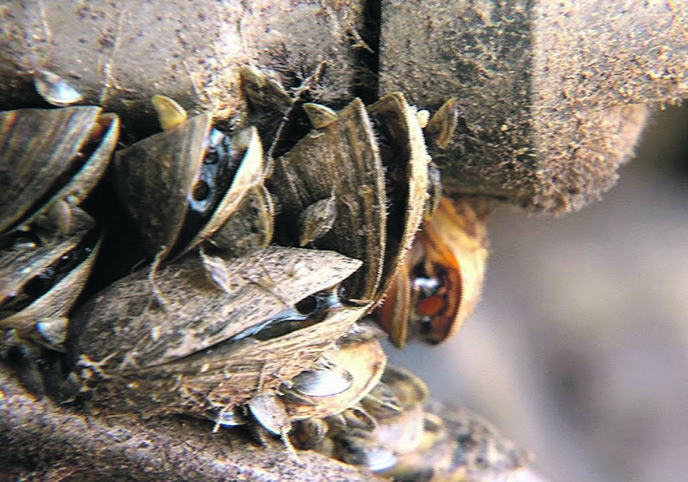 Zebra mussels have long been identified as a significant risk to western regional waters in Canada and the United States. New tools to identify them before they become established may offer some solutions to controlling the invasive pests.  |  USDA photo